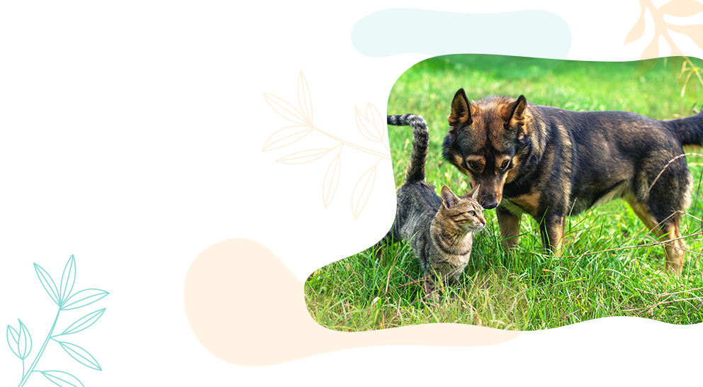 Pet Rescue — official The Sand Bar campaign artwork